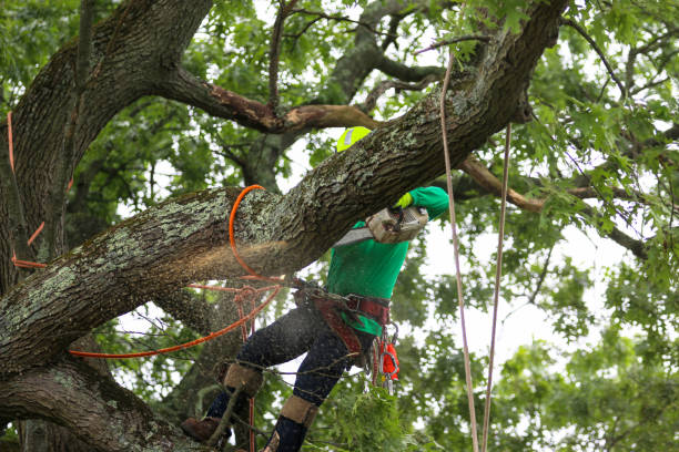 Landscape Design and Installation in Shepherd, TX