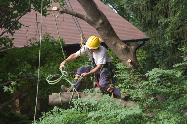 Best Arborist Consultation Services  in Shepherd, TX